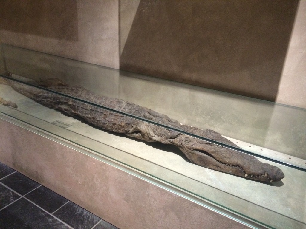 mumified crocodile